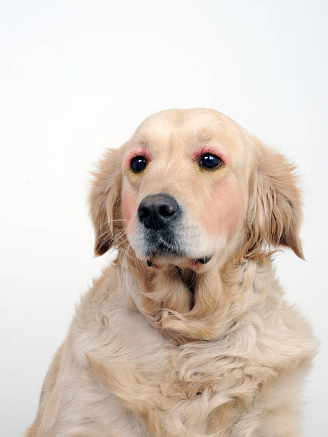 istock ornate golden retriever 465308530