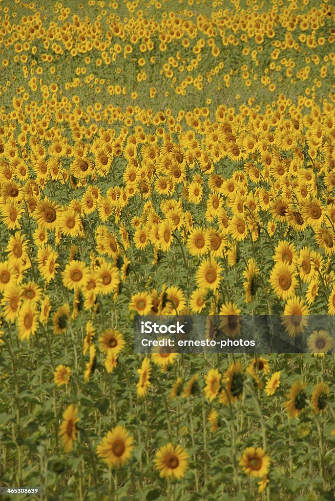 Sonnenblume - Foto stock royalty-free di Capolino