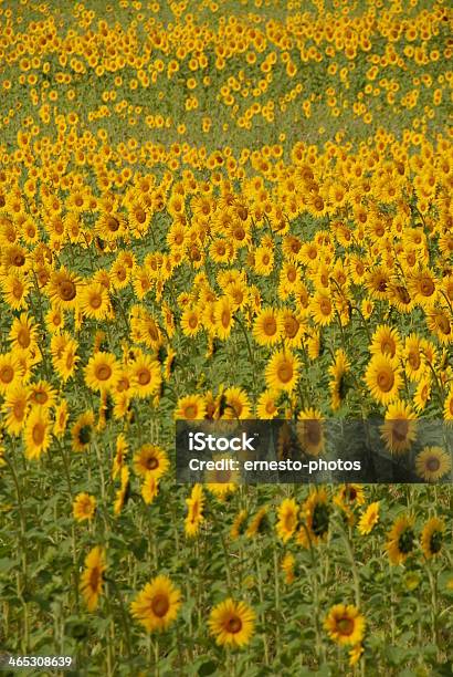 Sonnenblume - Fotografie stock e altre immagini di Capolino - Capolino, Colore verde, Composizione verticale