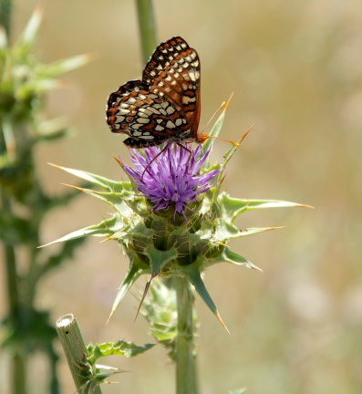 Butterfly on Star-Thistle