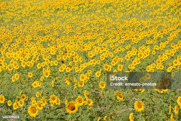 Sunflower Stock Photo - Download Image Now - Common Sunflower, Flower, Flower Head