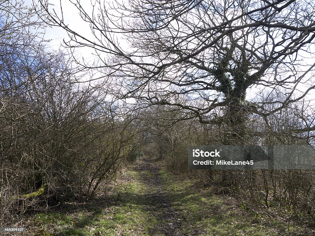 Sandwell RSPB (Royal Society for the Protection reserva - Foto de stock de Animal selvagem royalty-free