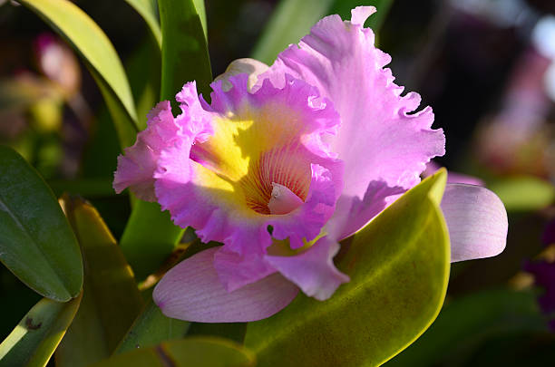 Flowers Close up for cattleya orchids. cattleya magenta orchid tropical climate stock pictures, royalty-free photos & images