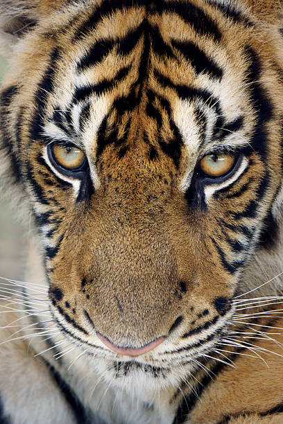 istock Tiger Portrait Close-Up 465309817