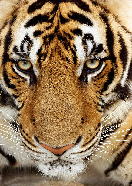 istock Tiger Portrait Close-Up 465309997