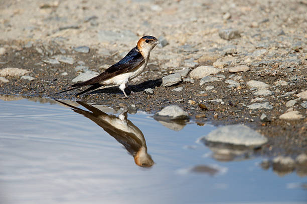 Red-rumped swallow, Hirundo daurica, Red-rumped swallow, Hirundo daurica, single bird collecting mud, Bulgaria, May 2013 red rumped swallow stock pictures, royalty-free photos & images