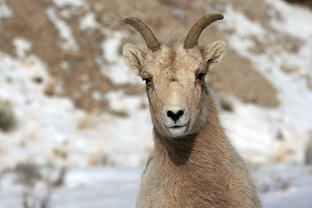 istock Bighorn Sheep in frigid winter 465314294