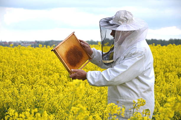 istock experienced senior apiarist working in the blooming rapeseed field 465314944