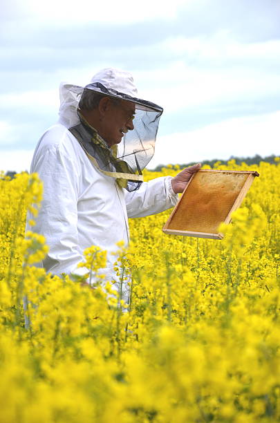 istock experienced senior apiarist working in the blooming rapeseed field 465314946
