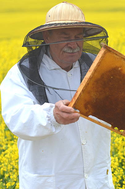 istock experienced senior apiarist working in the blooming rapeseed field 465314956
