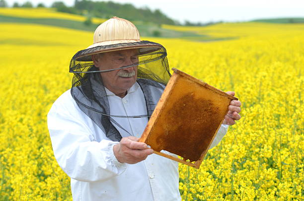 istock experienced senior apiarist working in the blooming rapeseed field 465315036
