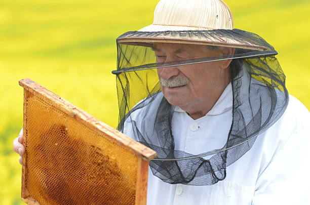istock experienced senior apiarist working in the blooming rapeseed field 465315048