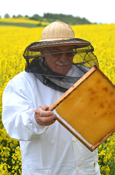 istock experienced senior apiarist working in the blooming rapeseed field 465315098