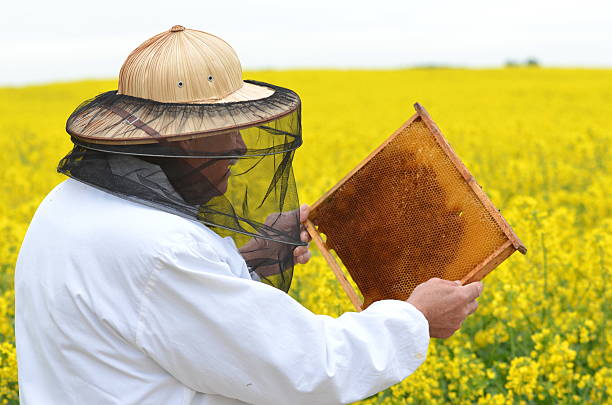 istock experienced senior apiarist working in the blooming rapeseed field 465315100