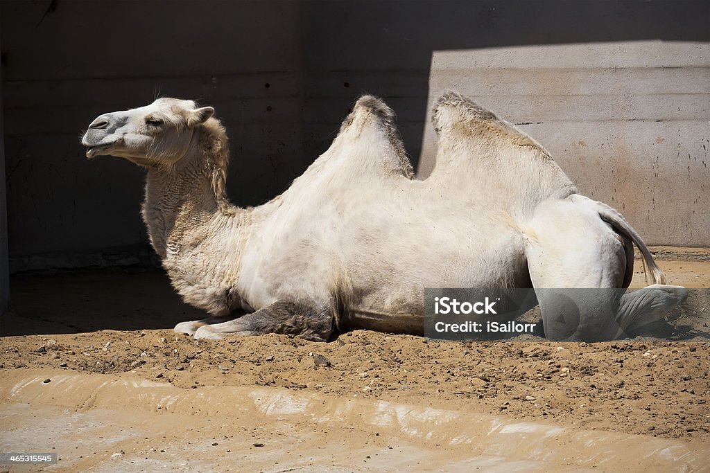 Camelo - Foto de stock de Animais de Safári royalty-free