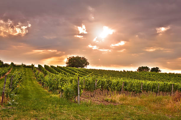istock Evening view of the vineyards 465316825