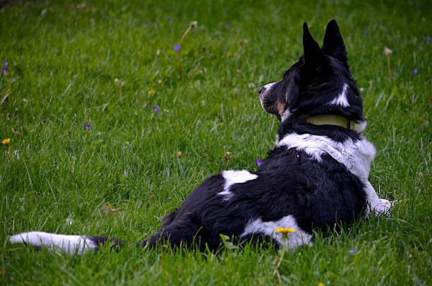 Jake is a very alert dog and is on near constant watch over the yard to ensure no succcessful invasions by squirrels, rabbits and others.