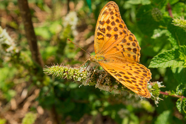 istock Silver-washed fritillary butterfly, Argynnis paphia 465317734