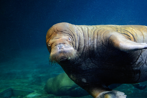 Portrait of a beautiful walrus underwater looking directly at you