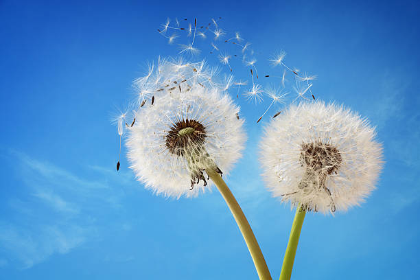 istock Two dandelions blowing in the wind with a blue sky 465318306