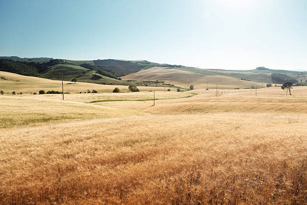 istock barley hills Tuscany, Italy 465318398