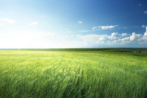 istock field of barley and sunny day 465318460