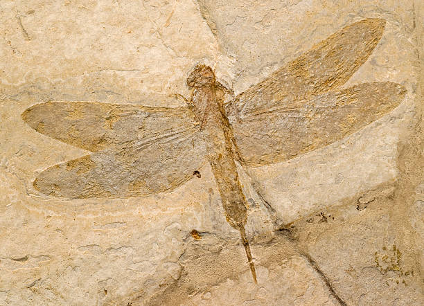 fossil di una libellula. - fossile foto e immagini stock