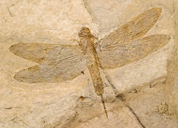 Photo of Fossil of a dragonfly.