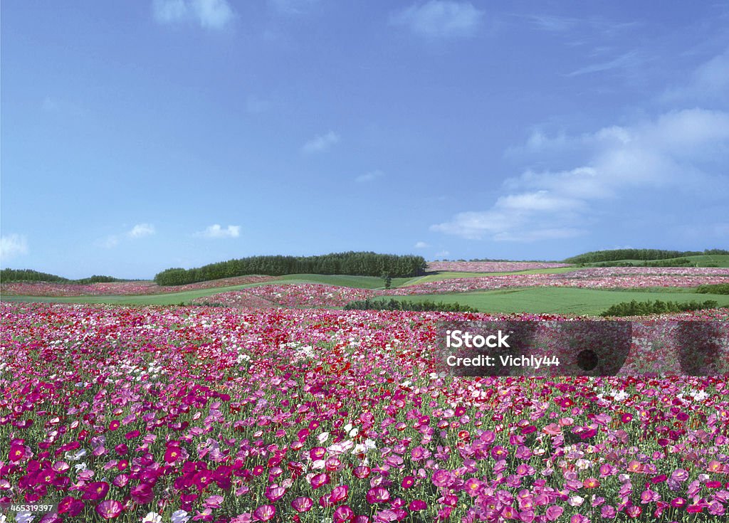 flowers on summer mountain Agricultural Field Stock Photo