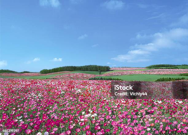 Flowers On Summer Mountain Stock Photo - Download Image Now - Agricultural Field, Rose - Flower, Flower