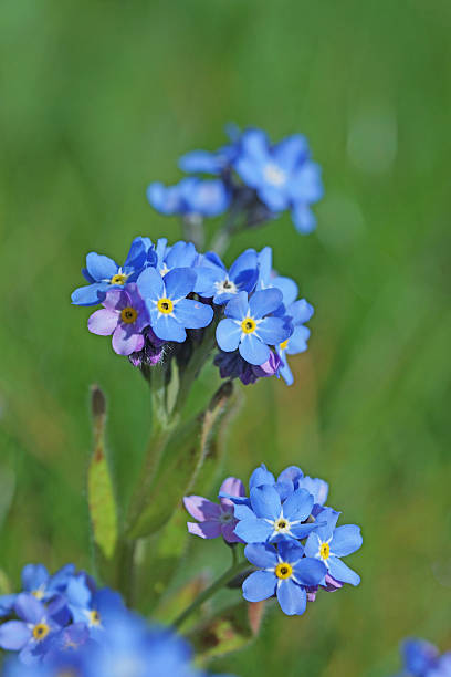 no me olvides flores - myosotis sylvatica fotografías e imágenes de stock