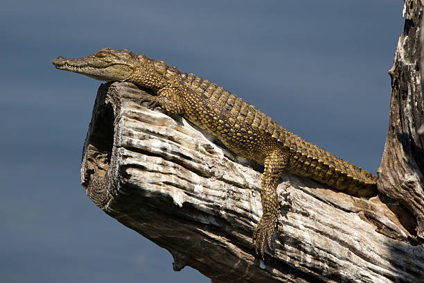 istock Baby nile crocodile 465321647
