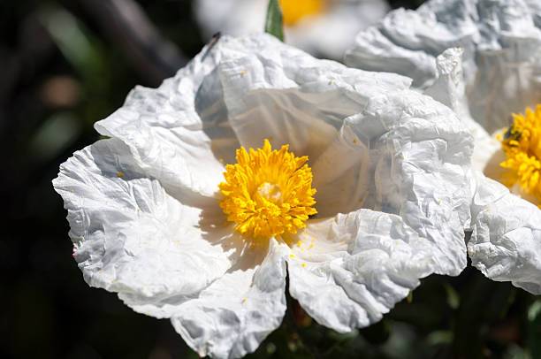 istock Gum rockrose, Cistus ladanifer 465321836