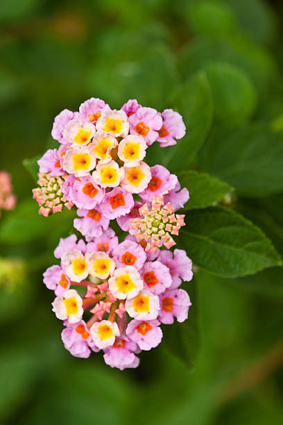 istock the beautiful white flowers 465322199