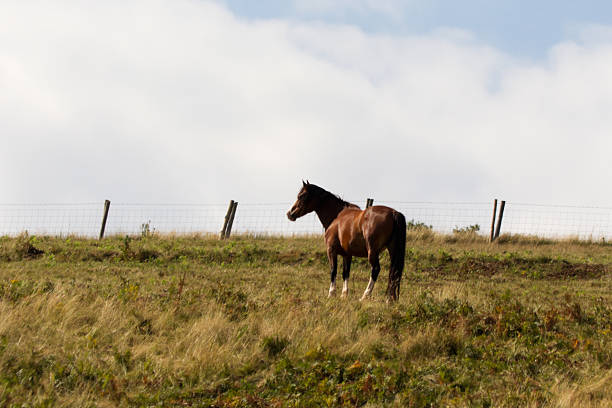 Horse in a field