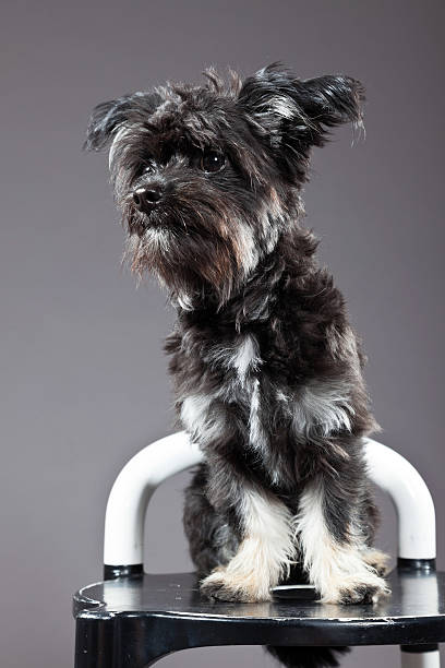 istock Black boomer dog. Studio shot against grey. 465322777