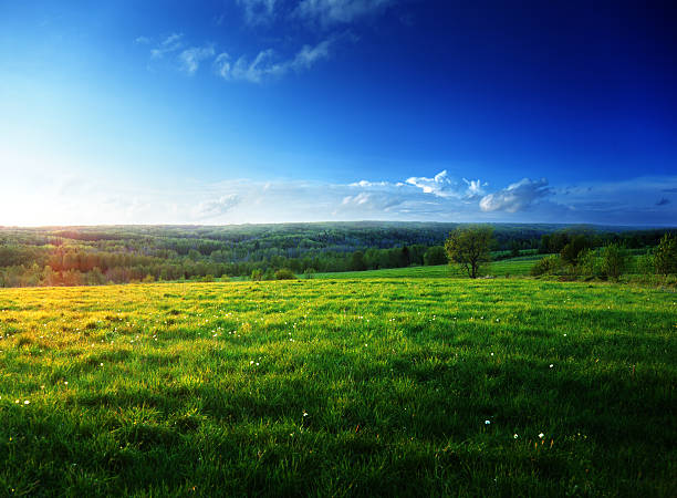 istock field of spring grass and forest 465322778