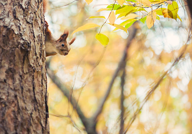 Squirrel in autumn park
