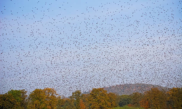 istock flock of birds 465323869