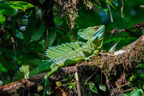 Green basilisk in the tortuguero NP, Costa Rica