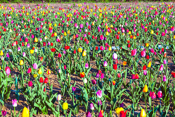 Spring field with blooming colorful tulips
