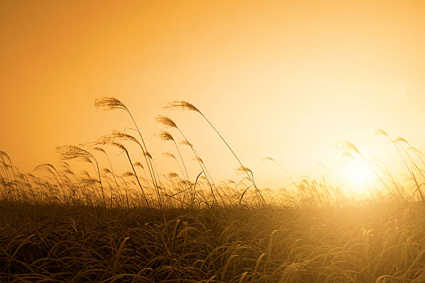 Reeds - foto de stock