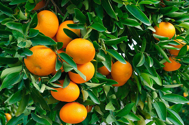 istock Closeup of ripe Tangerines hanging from the tree 465325532