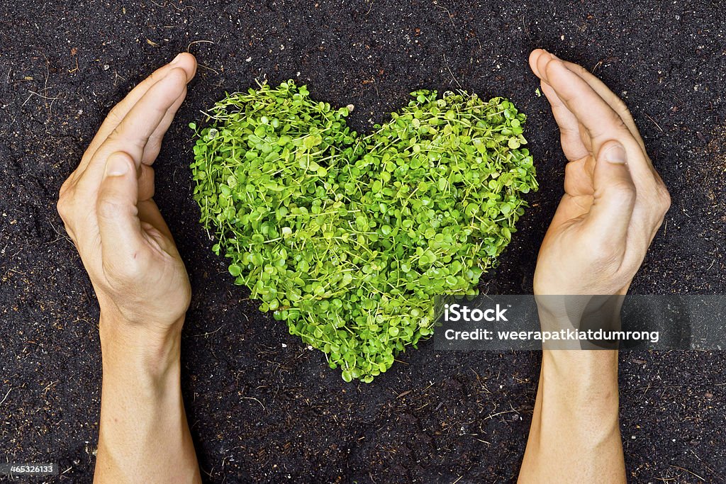 Manos en forma de corazón árbol verde sosteniendo - Foto de stock de Dilema moral libre de derechos