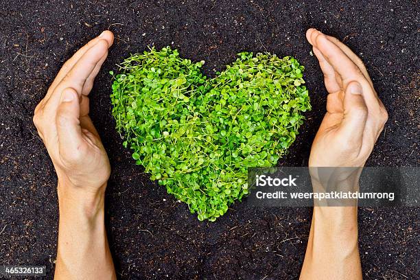 Manos En Forma De Corazón Árbol Verde Sosteniendo Foto de stock y más banco de imágenes de Dilema moral - Dilema moral, Amor - Sentimiento, Medio ambiente