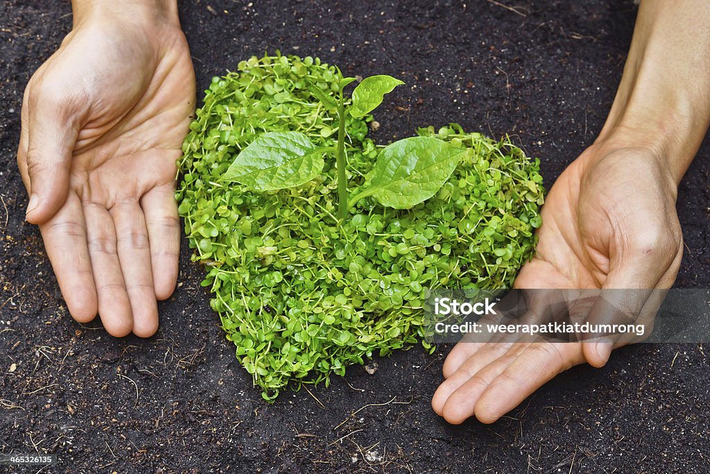 hands holding green heart shaped tree hands holding green heart shaped tree / tree arranged in a heart shape / love nature / save the world / heal the world / environmental preservation Agriculture Stock Photo