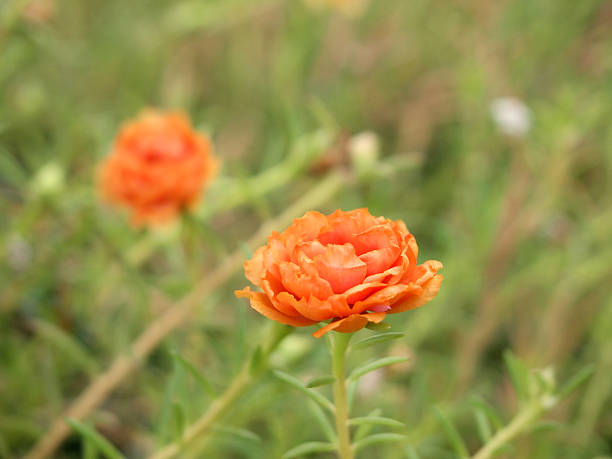 istock flowers in the meadow 465327305