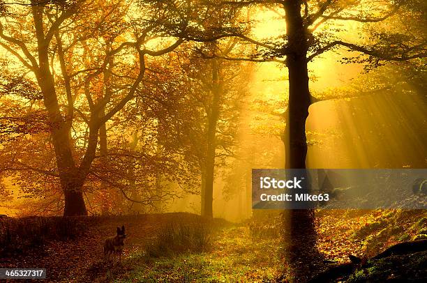 Brandelhow Wood Stock Photo - Download Image Now - Derwent Water, Dog, English Lake District