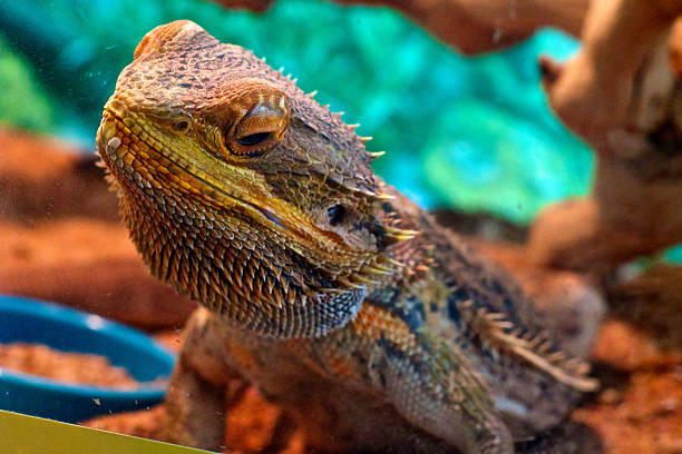istock colorful bearded dragon behind glass 465327510