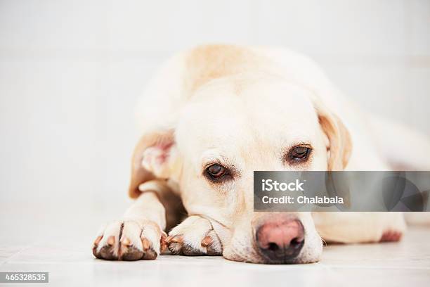 Sad Dog Stock Photo - Download Image Now - Absence, Animal, Animal Body Part